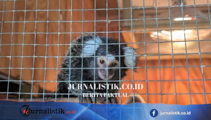 Monyet marmoset “Oyster” ditemukan ditinggal dalam tas binatu di bus 302 London