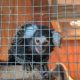 Monyet marmoset “Oyster” ditemukan ditinggal dalam tas binatu di bus 302 London