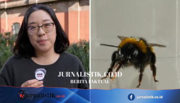 Apakah Lebah Punya Perasaan? Penelitian Menguak “inner life” pada Lebah