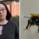 Apakah Lebah Punya Perasaan? Penelitian Menguak “inner life” pada Lebah