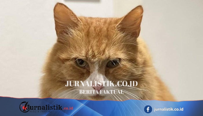 Kucing liar di Coventry: dari malam rave hingga pub, mereka menemukan rumah di tengah keramaian