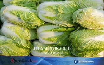 China Selidiki Dugaan Formaldehida untuk Mengawetkan Kesegaran Kubis