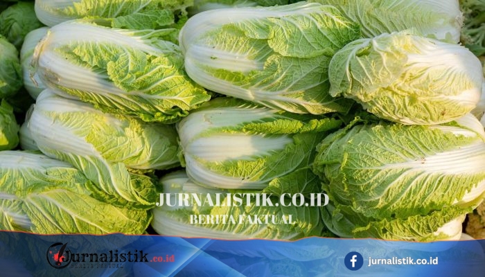 China Selidiki Dugaan Formaldehida untuk Mengawetkan Kesegaran Kubis