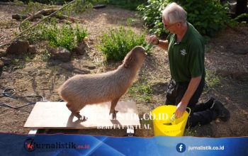 Kiwi si Kapibara dan Gizmo Ditimbang di London Zoo saat Penimbangan Tahunan