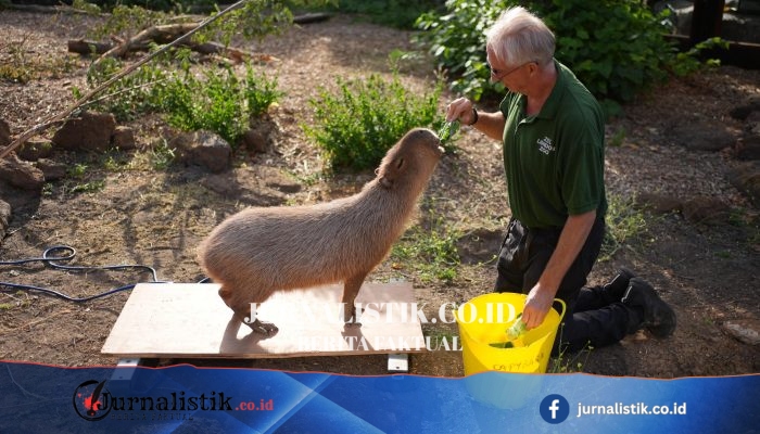 Kiwi si Kapibara dan Gizmo Ditimbang di London Zoo saat Penimbangan Tahunan