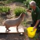 Kiwi si Kapibara dan Gizmo Ditimbang di London Zoo saat Penimbangan Tahunan