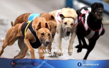 Greyhound diberangkatkan ke Australia ketika larangan balap di Selandia Baru mulai berlaku