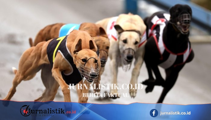 Greyhound diberangkatkan ke Australia ketika larangan balap di Selandia Baru mulai berlaku