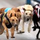 Greyhound diberangkatkan ke Australia ketika larangan balap di Selandia Baru mulai berlaku