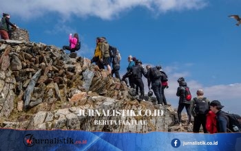 Dua anak osprey lahir pertama kali di Anglesey, konservasionis berharap kembali ke Wales