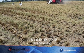 BPBD Sukoharjo: Hampir Semua Kebakaran Lahan Berasal dari Aktivitas Manusia, Bukan Petir
