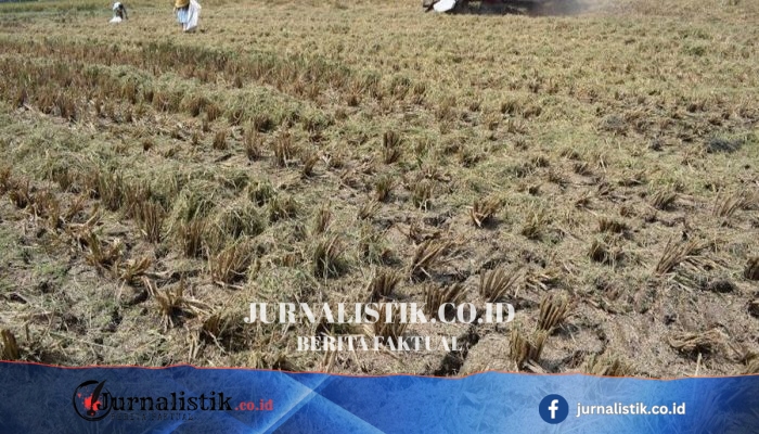 BPBD Sukoharjo: Hampir Semua Kebakaran Lahan Berasal dari Aktivitas Manusia, Bukan Petir