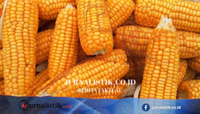 Bapanas Usul Tambah SPHP Jagung Pakan 150.000 Ton Demi Tekan Harga Pakan