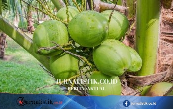 Berau Bidik Investor Kelapa Dalam, Pemerintah Pusat Siapkan Perluasan 200 Hektare