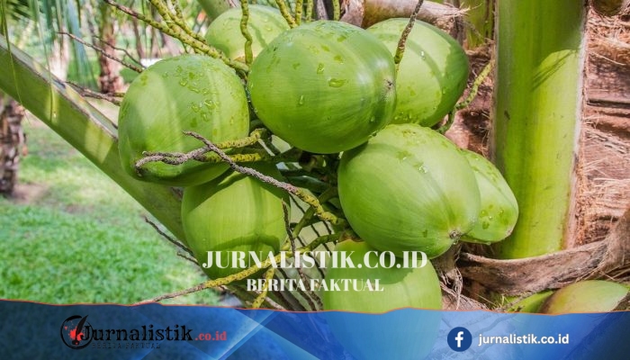 Berau Bidik Investor Kelapa Dalam, Pemerintah Pusat Siapkan Perluasan 200 Hektare