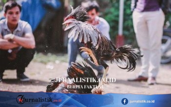Ayam Aduan dan Tradisi “Tajen”: Membaca Kekerasan Komunal melalui Teori “Deep Play”