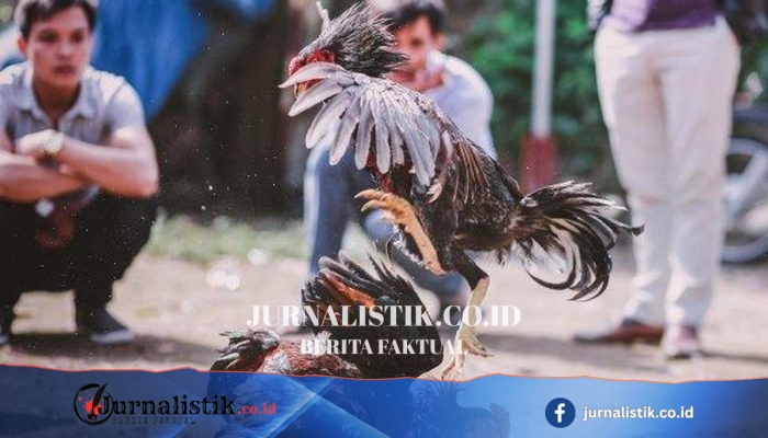 Ayam Aduan dan Tradisi “Tajen”: Membaca Kekerasan Komunal melalui Teori “Deep Play”
