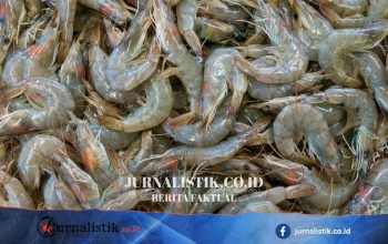 Tarif Udang Indonesia di AS Sebesar 13,9% Lebih Rendah dari India dan Vietnam