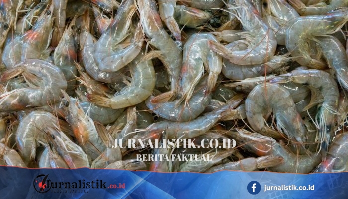 Tarif Udang Indonesia di AS Sebesar 13,9% Lebih Rendah dari India dan Vietnam