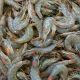 Tarif Udang Indonesia di AS Sebesar 13,9% Lebih Rendah dari India dan Vietnam