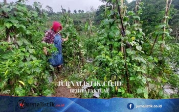 Musim Kemarau, BKSDA Jateng Mengingatkan Waspada Gangguan Monyet Ekor Panjang yang Hampir Merata