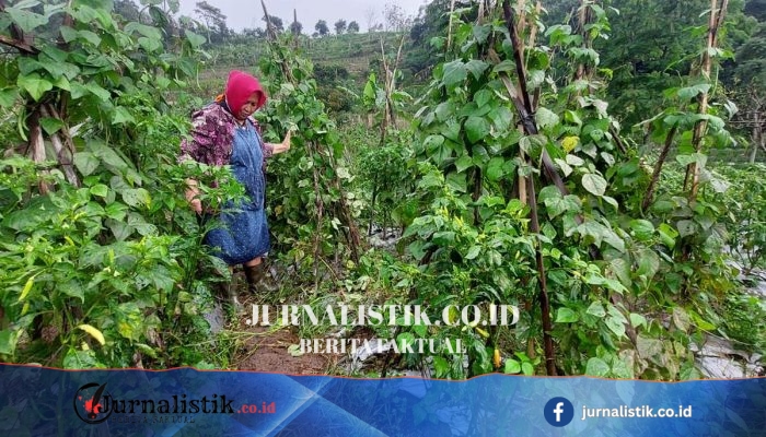Musim Kemarau, BKSDA Jateng Mengingatkan Waspada Gangguan Monyet Ekor Panjang yang Hampir Merata