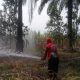 Lampung Punya 56 Titik Panas, Kekeringan Berpotensi Ganggu Produksi Pertanian