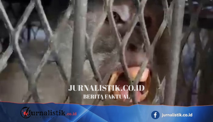 Inhil Riau Diwarnai Kekacauan karena Monyet Liar, Diduga Habitat Telah Rusak