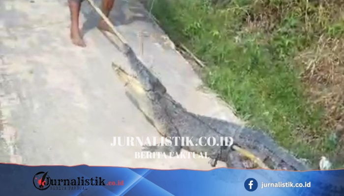Setelah 18 Korban Luka Monyet Liar, Buaya Muara Meneror Warga Inhil Riau—Lalu Ditangkap