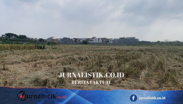 Cakung JakTim Ubah Lahan Tidur Jadi Kebun Produktif: Kelompok Tani Panen Padi hingga Jagung