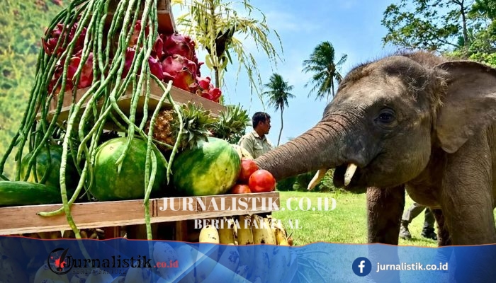 Rawana Genap 4 Tahun, Anak Gajah Lembah Hijau Lampung Tunjukkan 32 Kemampuan