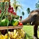 Rawana Genap 4 Tahun, Anak Gajah Lembah Hijau Lampung Tunjukkan 32 Kemampuan