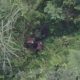 Ditembak Satgas Damai Cartenz, Guspi Waker Dibawa ke Hutan
