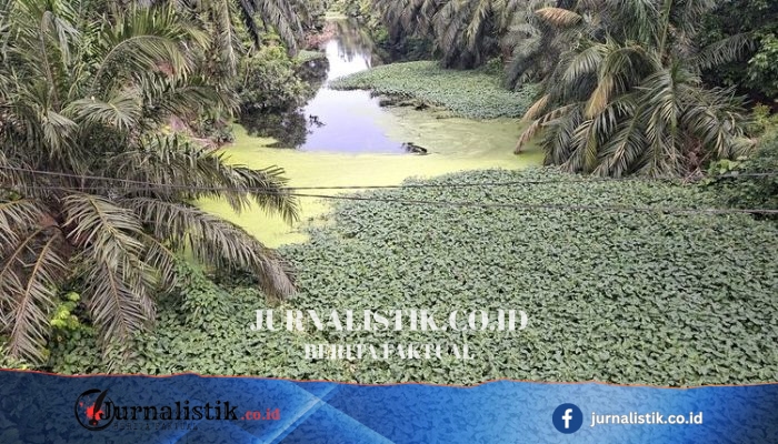 Perairan Bengkulu Menghitam saat Kemarau, Banyak Ikan Ditemukan Mati