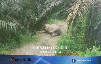 Gajah Sumatera Ditemukan Tewas di Kebun Kelapa Sawit Aceh Tamiang, Penyebab Masih Misterius
