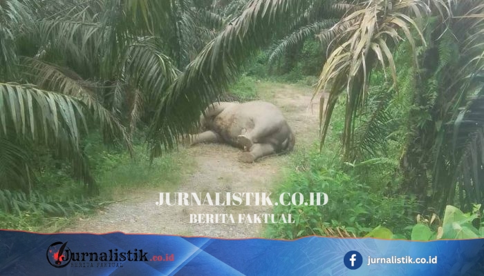 Gajah Sumatera Ditemukan Tewas di Kebun Kelapa Sawit Aceh Tamiang, Penyebab Masih Misterius