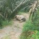 Gajah Sumatera Ditemukan Tewas di Kebun Kelapa Sawit Aceh Tamiang, Penyebab Masih Misterius