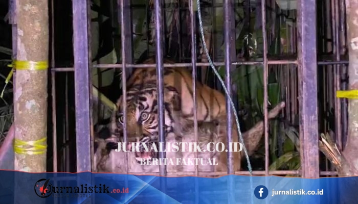 BKSDA Sumatera Barat Amankan Harimau Sumatera Betina di Agam ke Kandang Jebak