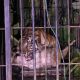 BKSDA Sumatera Barat Amankan Harimau Sumatera Betina di Agam ke Kandang Jebak