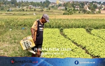 Kemarau Berkepanjangan Mengubah Pola Tanam Petani Lampung Selatan: Padi Diganti Sayuran