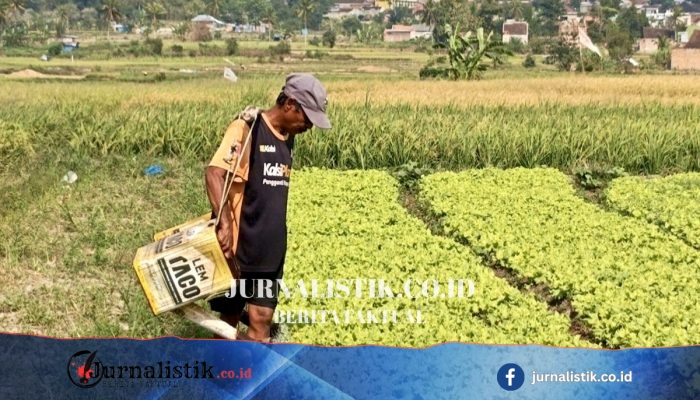Kemarau Berkepanjangan Mengubah Pola Tanam Petani Lampung Selatan: Padi Diganti Sayuran
