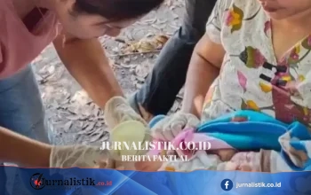Gempa NTT M: Dua Ibu Melahirkan di Puskesmas Watubaing, Sikka, saat Gempa Susulan; 68 Orang Meninggal