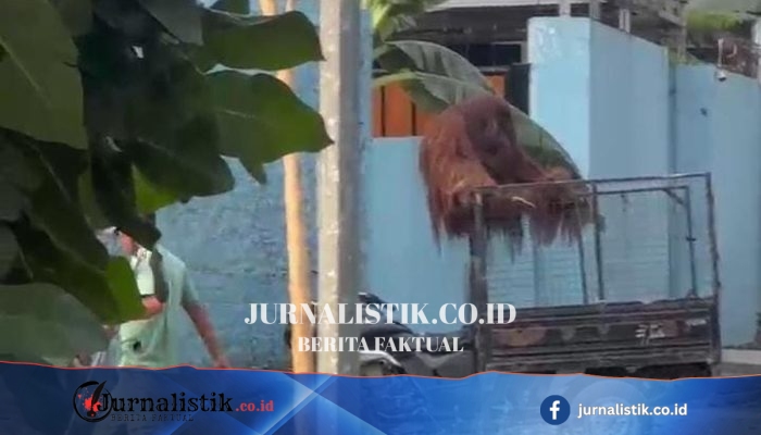 Orangutan Solo Safari yang kabur berhasil dievakuasi, dibius dua kali hingga tak berdaya