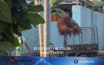 Orang Utan Didi Keluar dari Exhibit Solo Safari karena Melepas Elektrik Pengaman