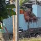 Orang Utan Didi Keluar dari Exhibit Solo Safari karena Melepas Elektrik Pengaman