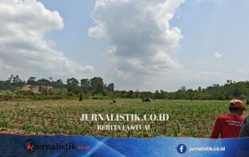 El Nino Ganggu Pertanian Kaltim: 900 Hektare Krisis Air, 25 Hektare Diindikasi Puso