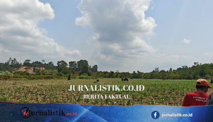 El Nino Ganggu Pertanian Kaltim: 900 Hektare Krisis Air, 25 Hektare Diindikasi Puso