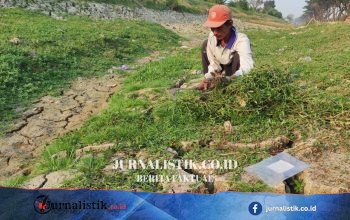 Kemarau di Demak: Sungai Avour Retak dan Mengering, Rumput Liar Muncul Peternak Terbantu