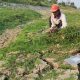 Kemarau di Demak: Sungai Avour Retak dan Mengering, Rumput Liar Muncul Peternak Terbantu