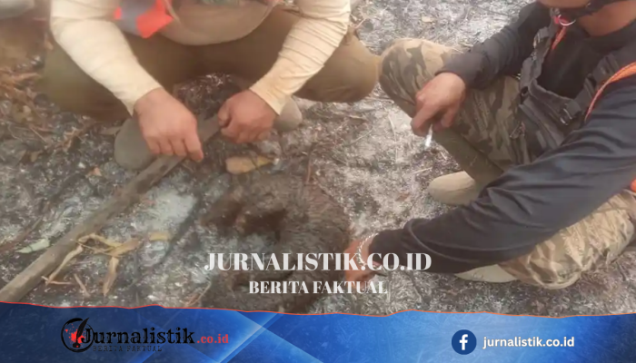 Karhutla Kalbar Tewaskan Satwa Dilindungi, Trenggiling di Ketapang Ditemukan Terbakar